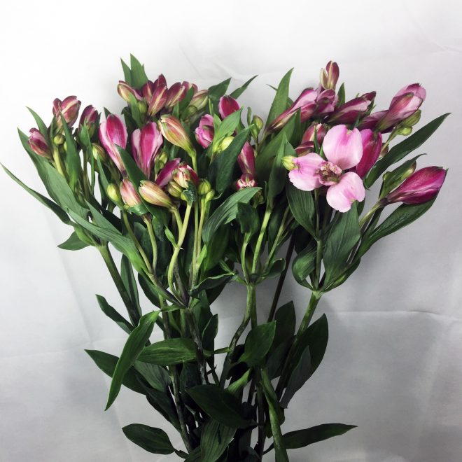Alstroemeria