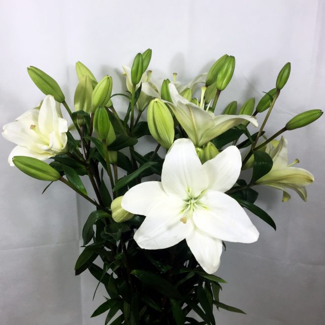 Lilium