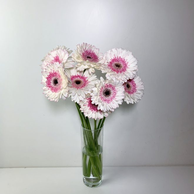 GERBERA BICOLOR