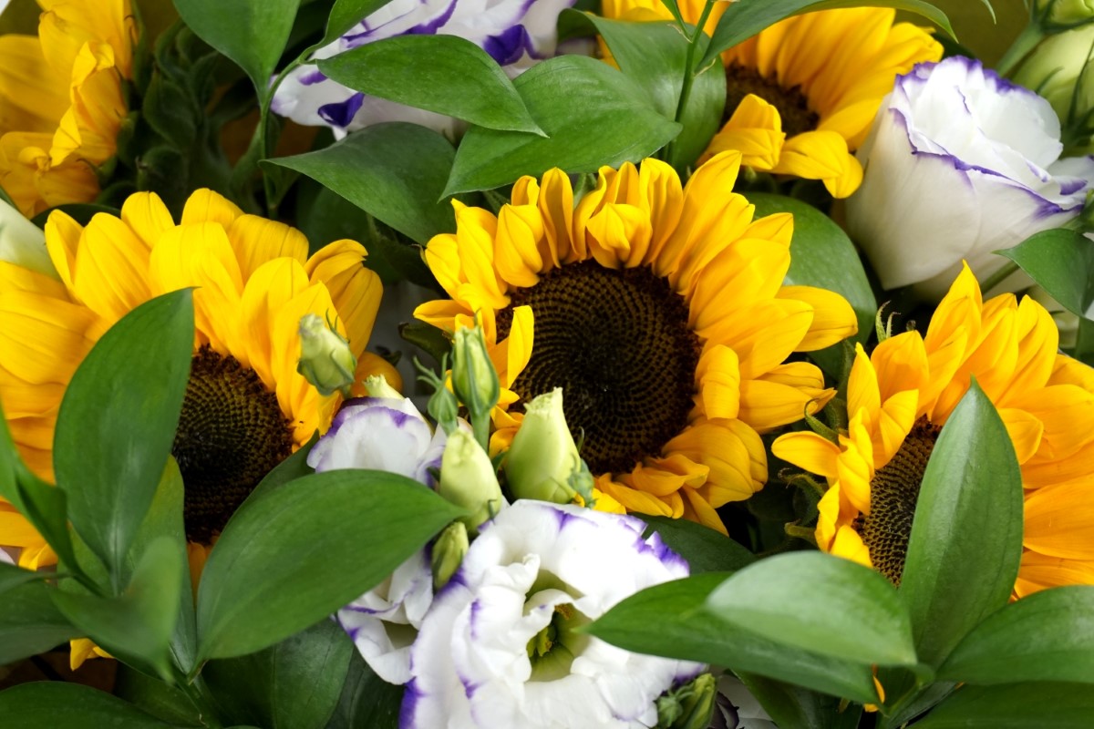 Ramo de girasoles