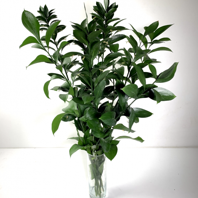 Ruscus