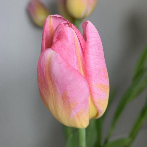 Flores Frescas