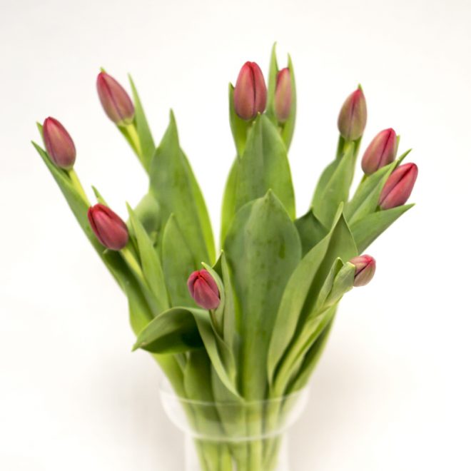 tulipán fucsia